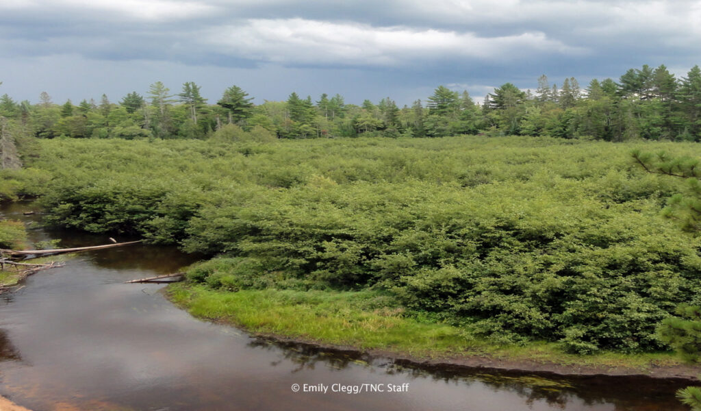 forest bog scene